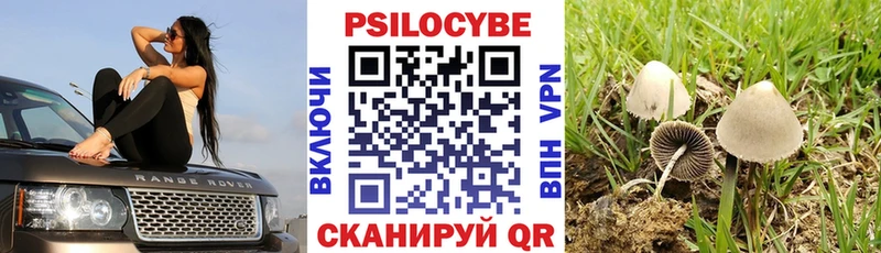 Псилоцибиновые грибы Psilocybine cubensis  Нерехта 